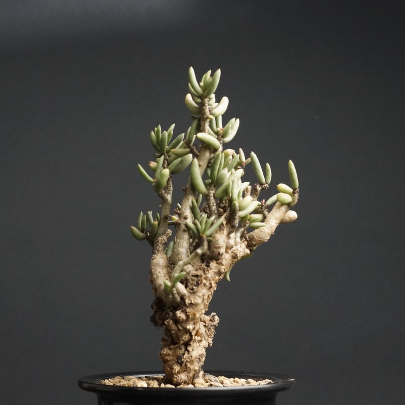 Tylecodon buchholzianus