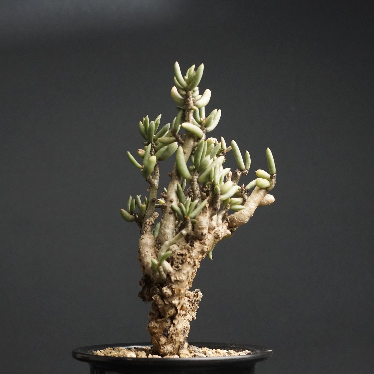 Tylecodon buchholzianus