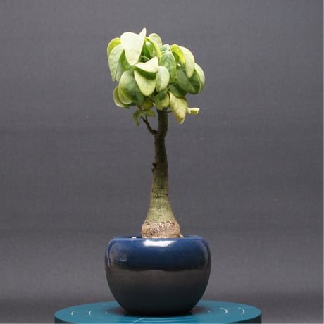 アデニアグラウカ | STORES