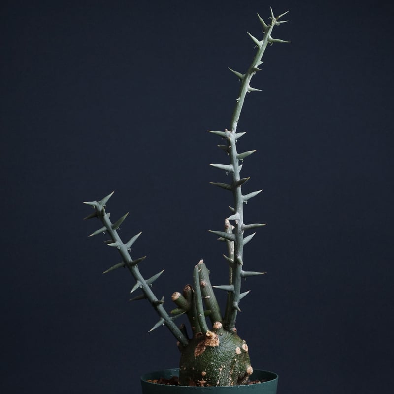 Adenia globosa
