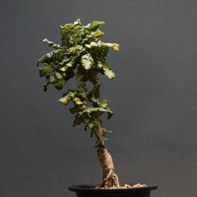 Boswellia sacra