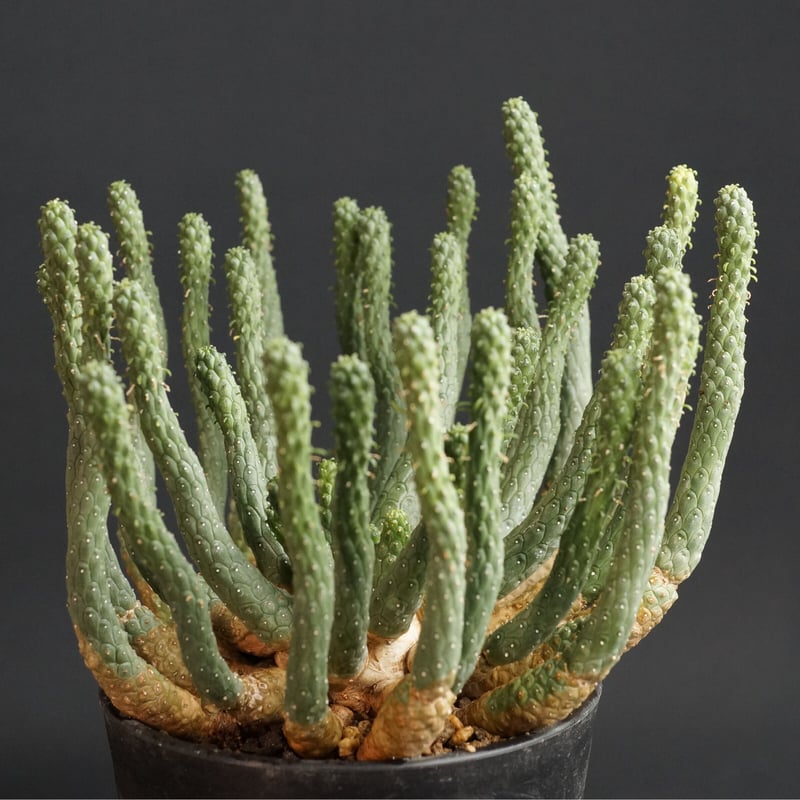 Euphorbia inermis Euphorbia inermis