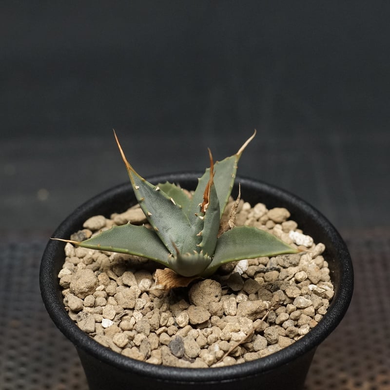 Agave utahensis var. eborispina