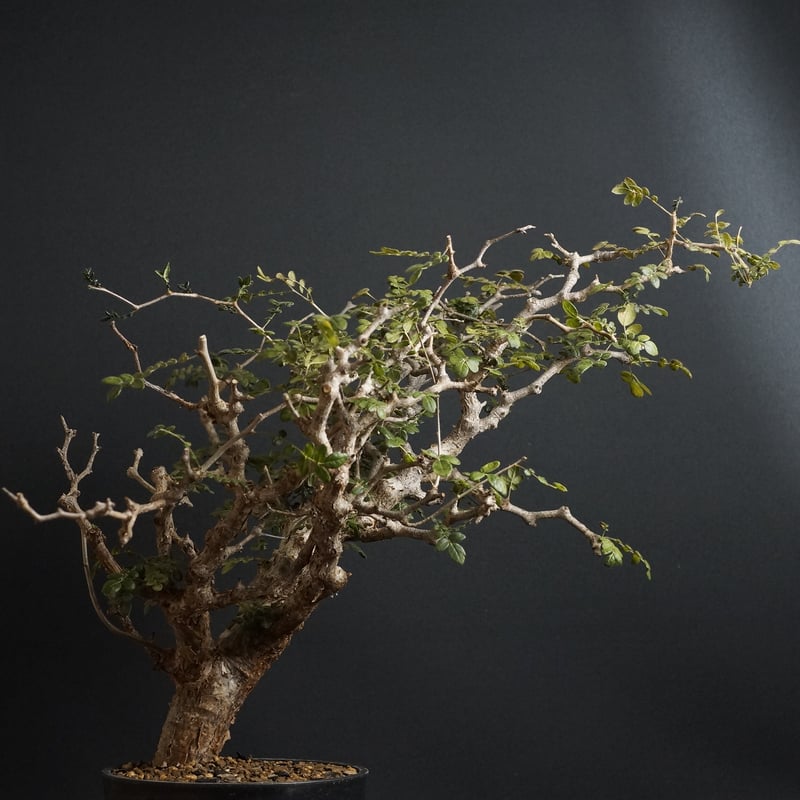 Commiphra Monstruosa