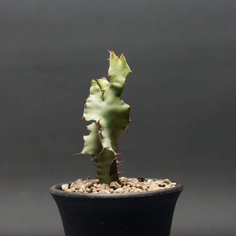 Euphorbia graniticola