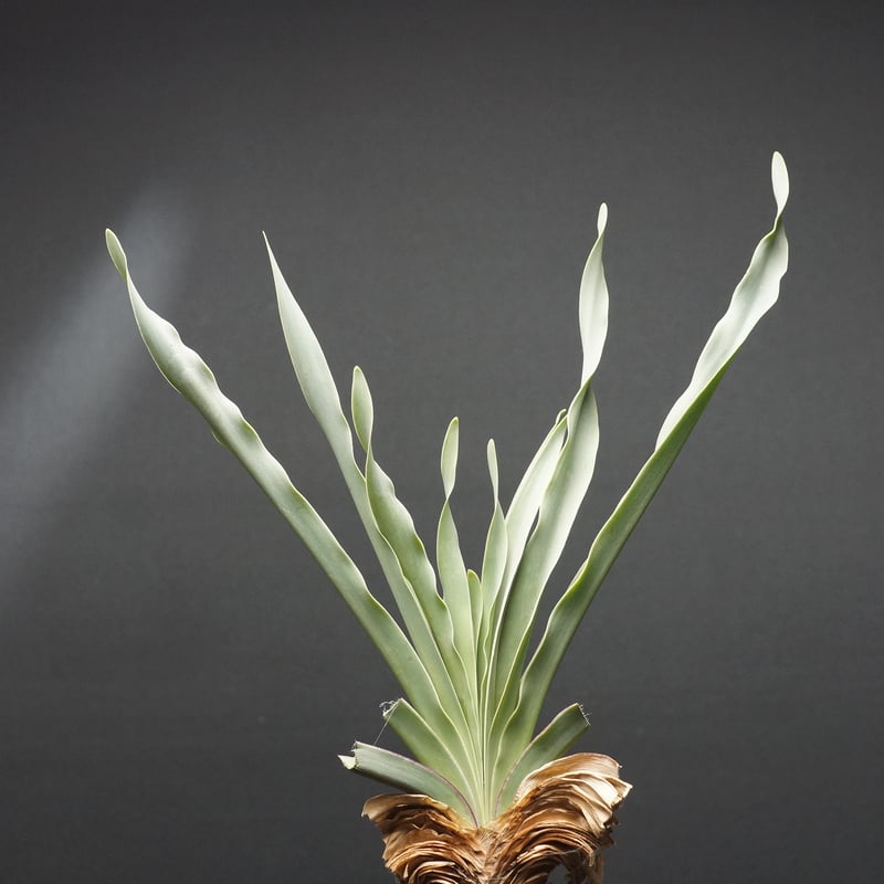 Boophane disticha Boophane disticha