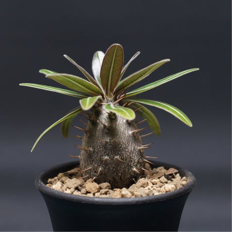 パキポディウム | STORES