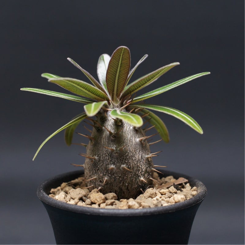 パキポディウム グラキリス 