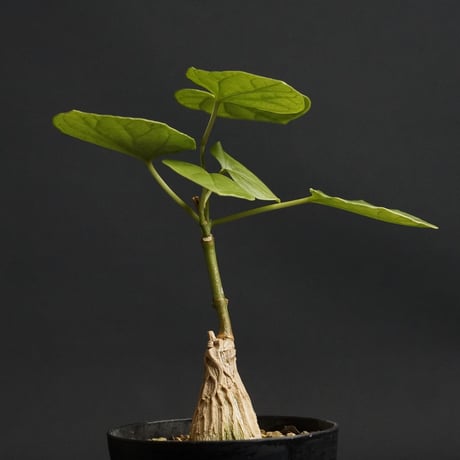 マテレアシクロフィラ | STORES