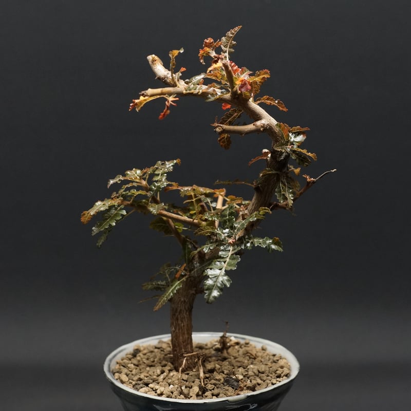 Boswellia nana hybrid