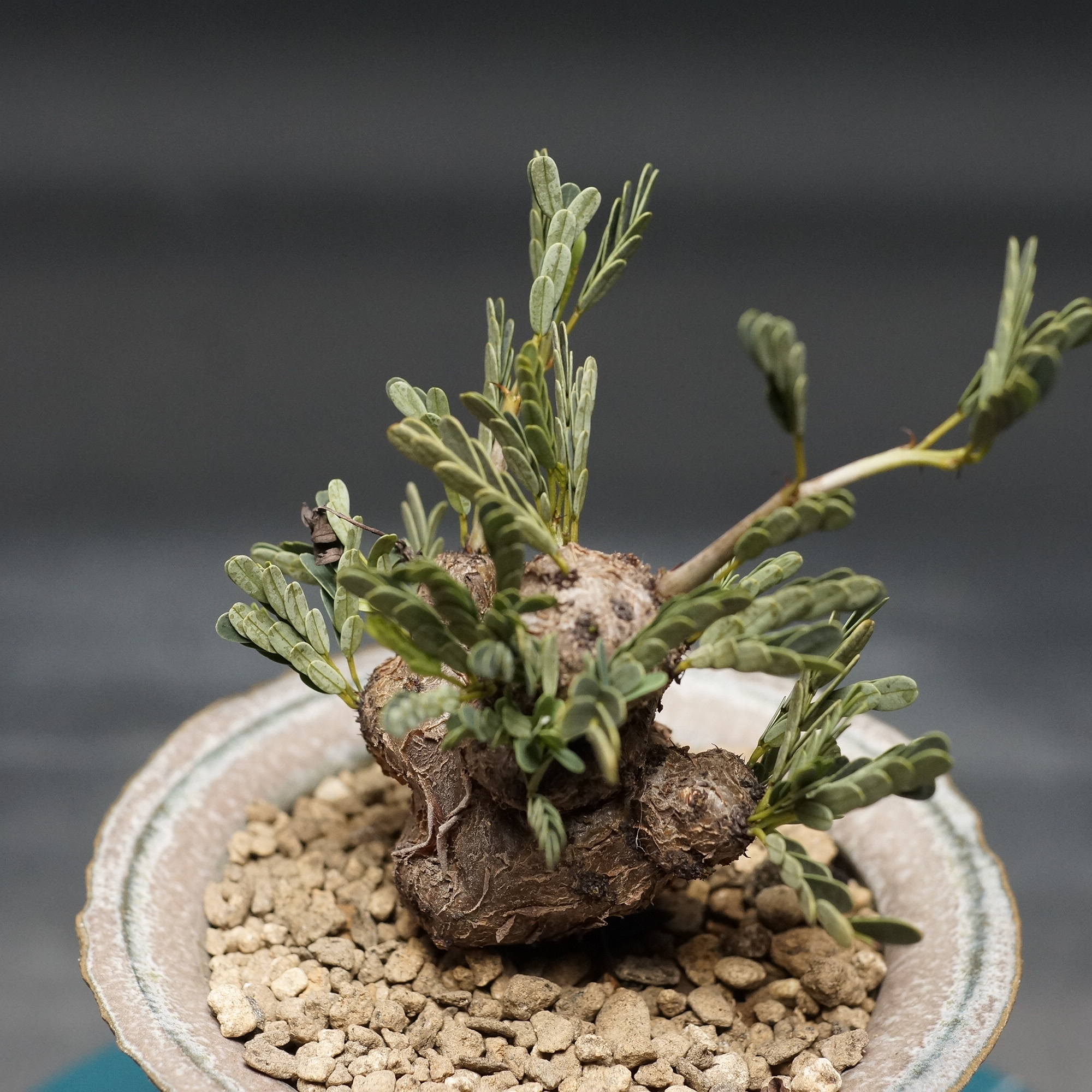 Senna meridionalis