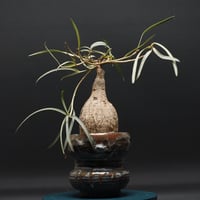 Euphorbia trichadenia