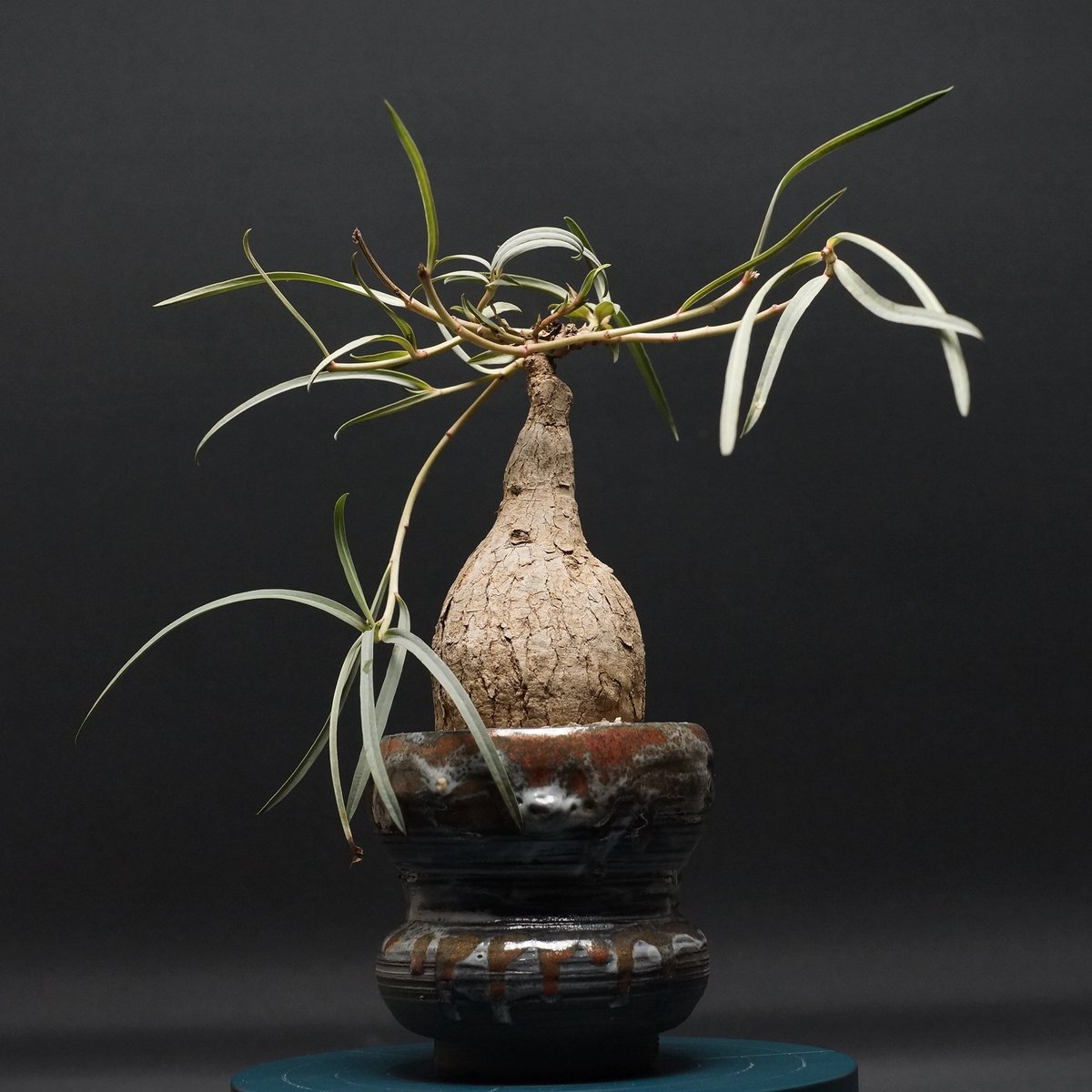 Euphorbia trichadenia