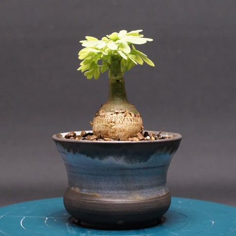 アデニア | STORES