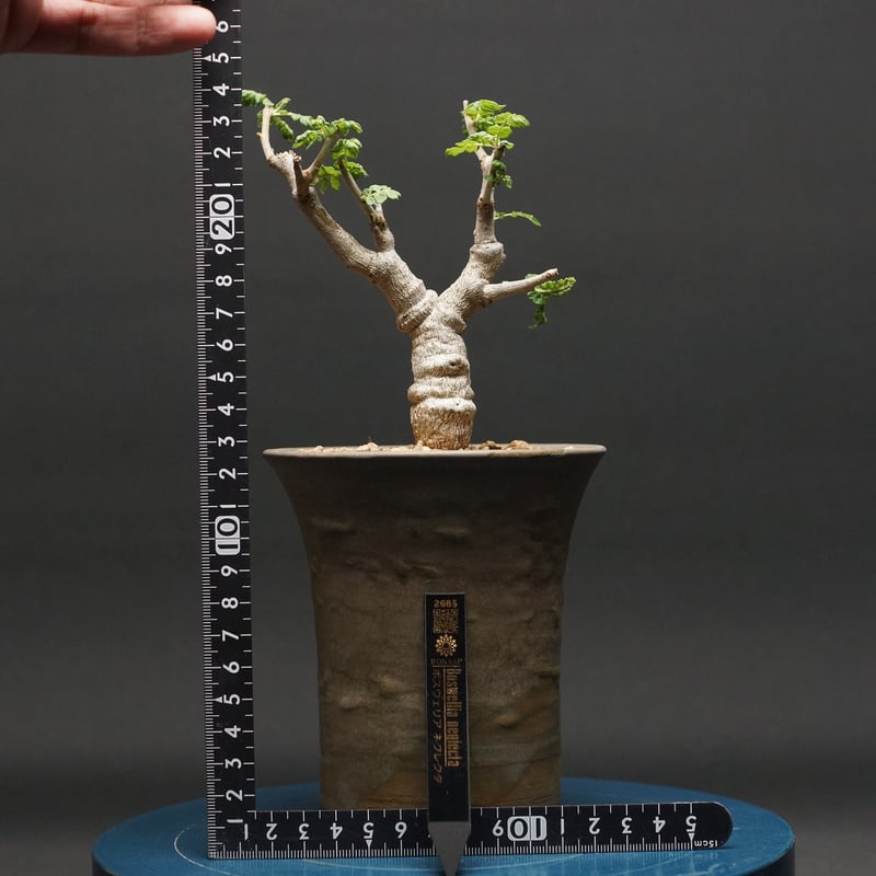 ボスウェリア ネグレクタ Boswellia neglecta 現地球 ボスウェリア ネグレクタ 