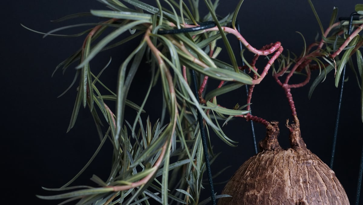 Euphorbia trichadenia