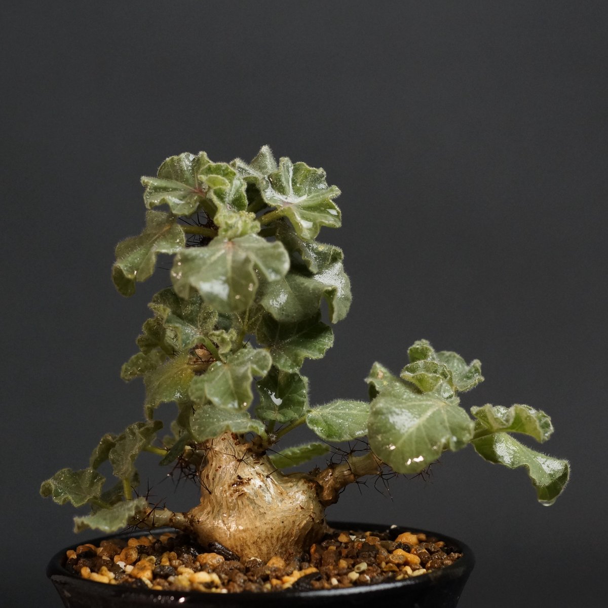 ヤトロファ マルギナータ　Jatropha marginata Jatropha marginata