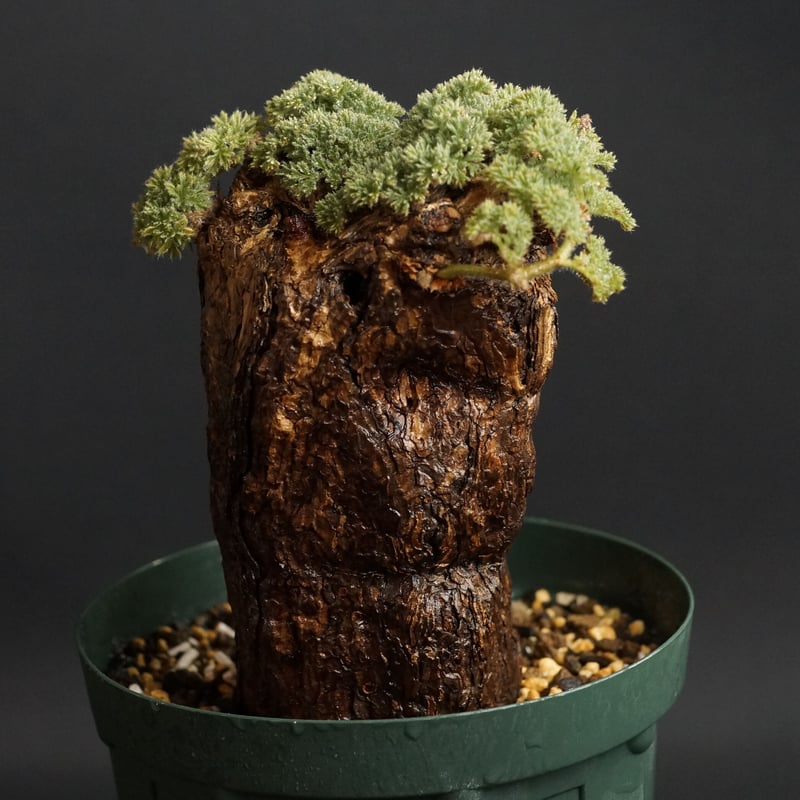 予約】 Pelargonium 実生 鉢のまま トリステ ペラルゴニウム triste 