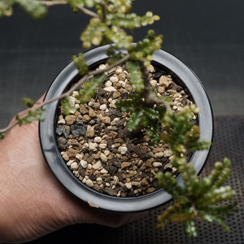 Operculicarya pachypus