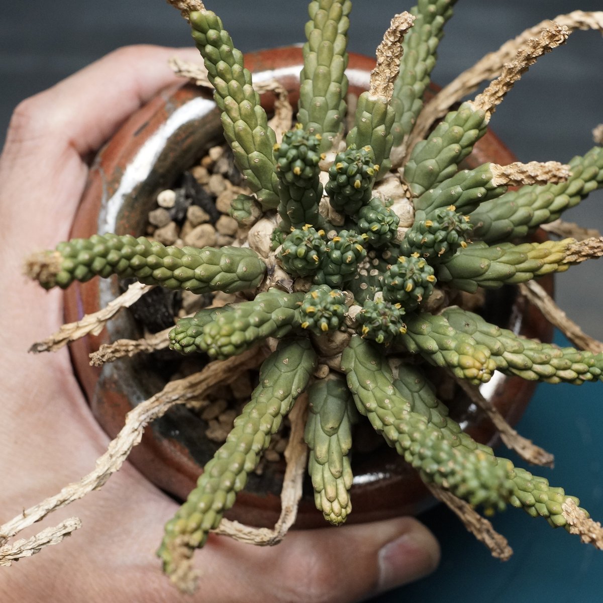 Euphorbia inermis