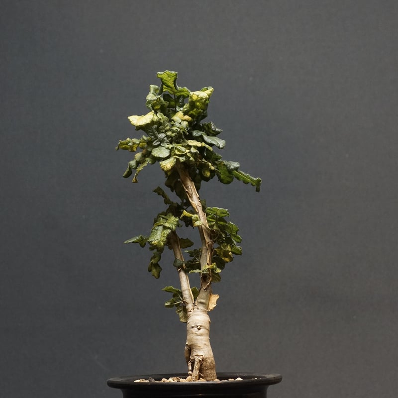 Boswellia sacra