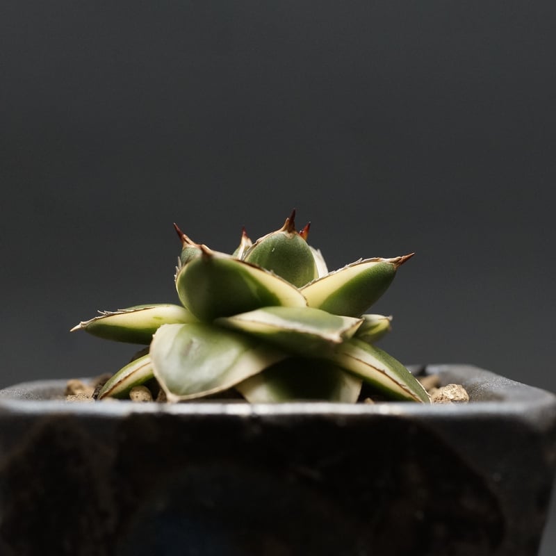 アガベ　ピンキー Agave filifera 'Pinky'