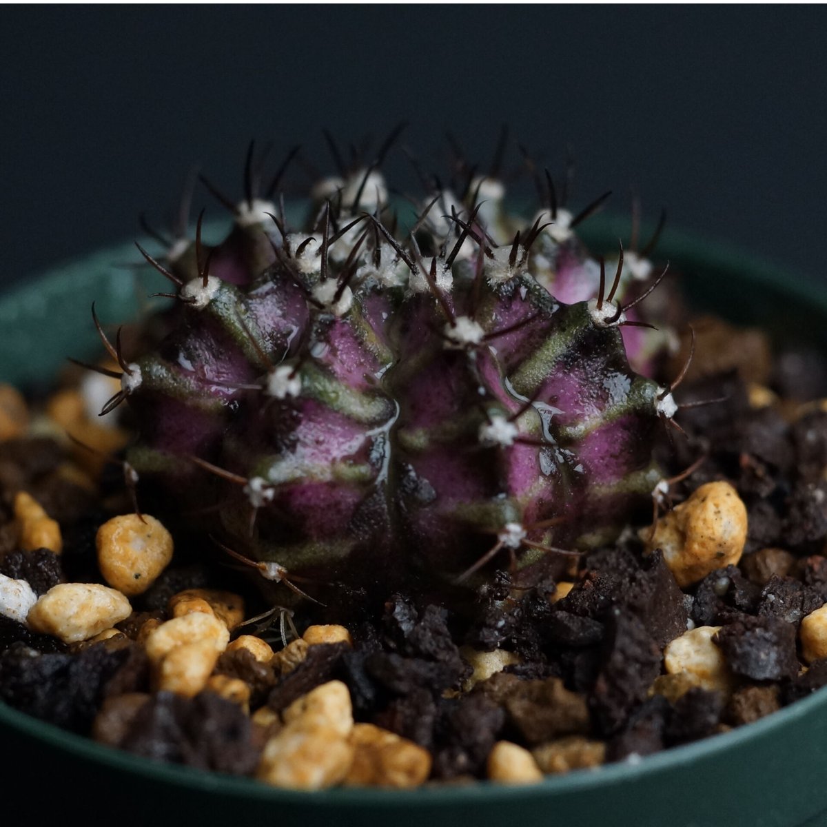 Gymnocalycium
