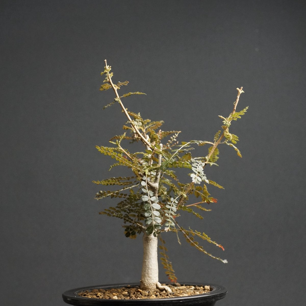 ★専用出品★ボスウェリア　ソコトラナ　② Boswellia hyb socotrana × nana