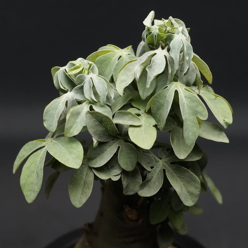 アデニア　フルチコーサ 楽天市場】コーデックス：アデニア フルチコーサ*塊根幅5.5cm