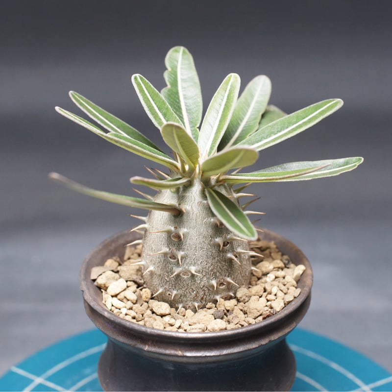 パキポディウム グラキリス 