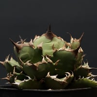 Agave Ripple Effect Agave Ripple Effect
