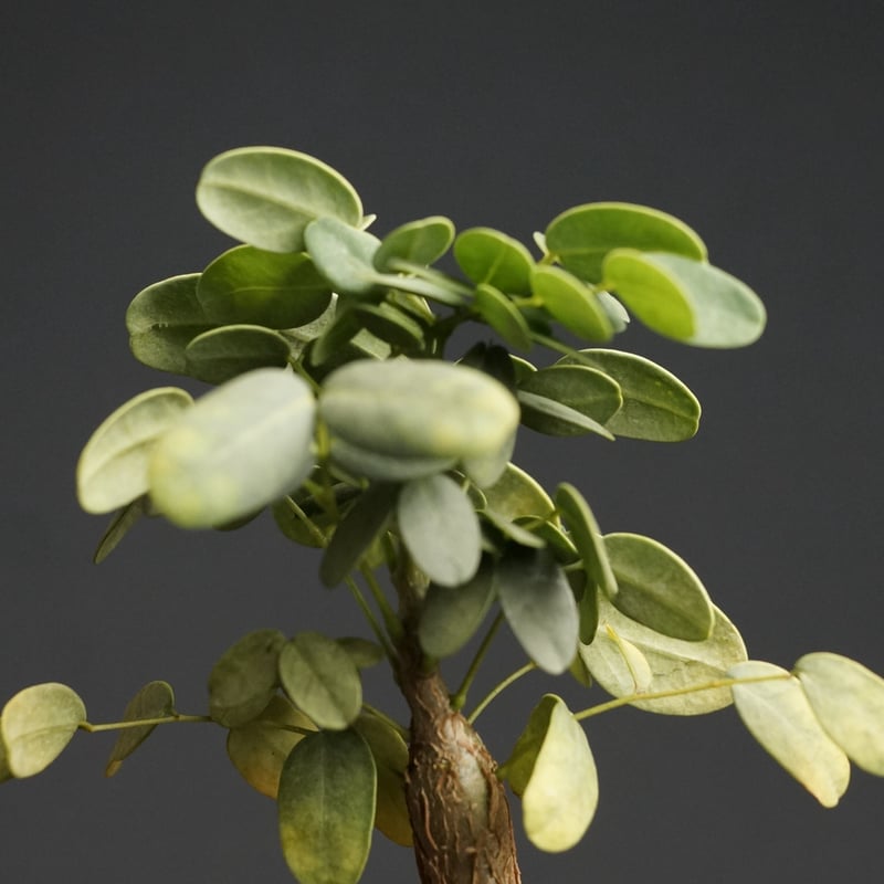 Delonix pumila