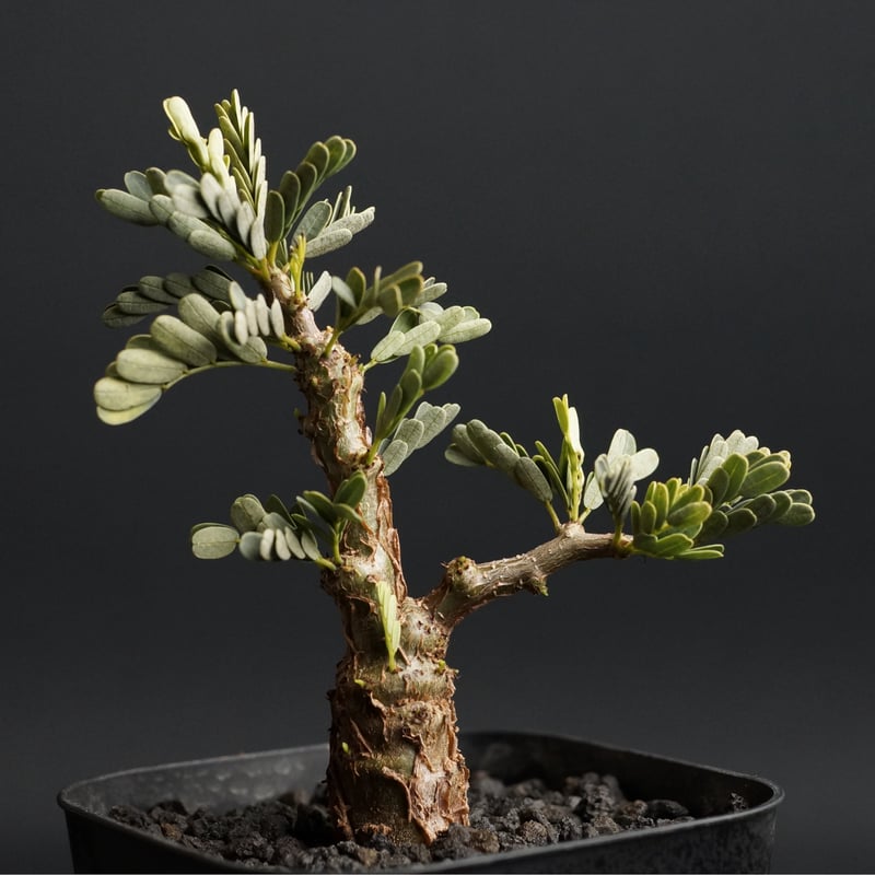 センナ メリディオナリス 【発根済み】（鉢付き）