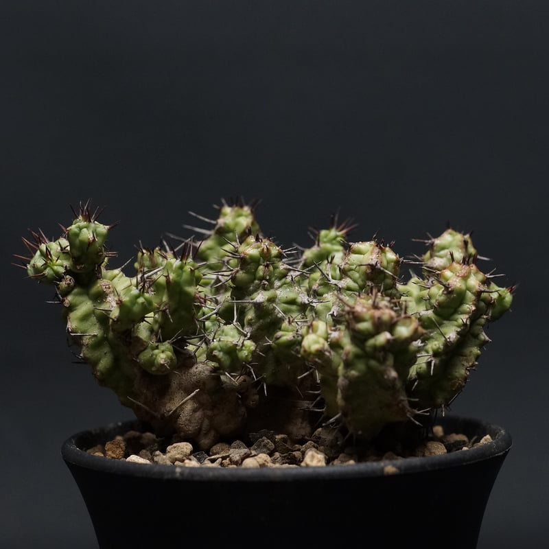 Euphorbia mitriformis Euphorbia mitriformis