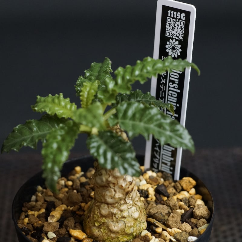 レア/塊根植物】ドルステニア ラブラニー メス株（大株）鉢植え J 激