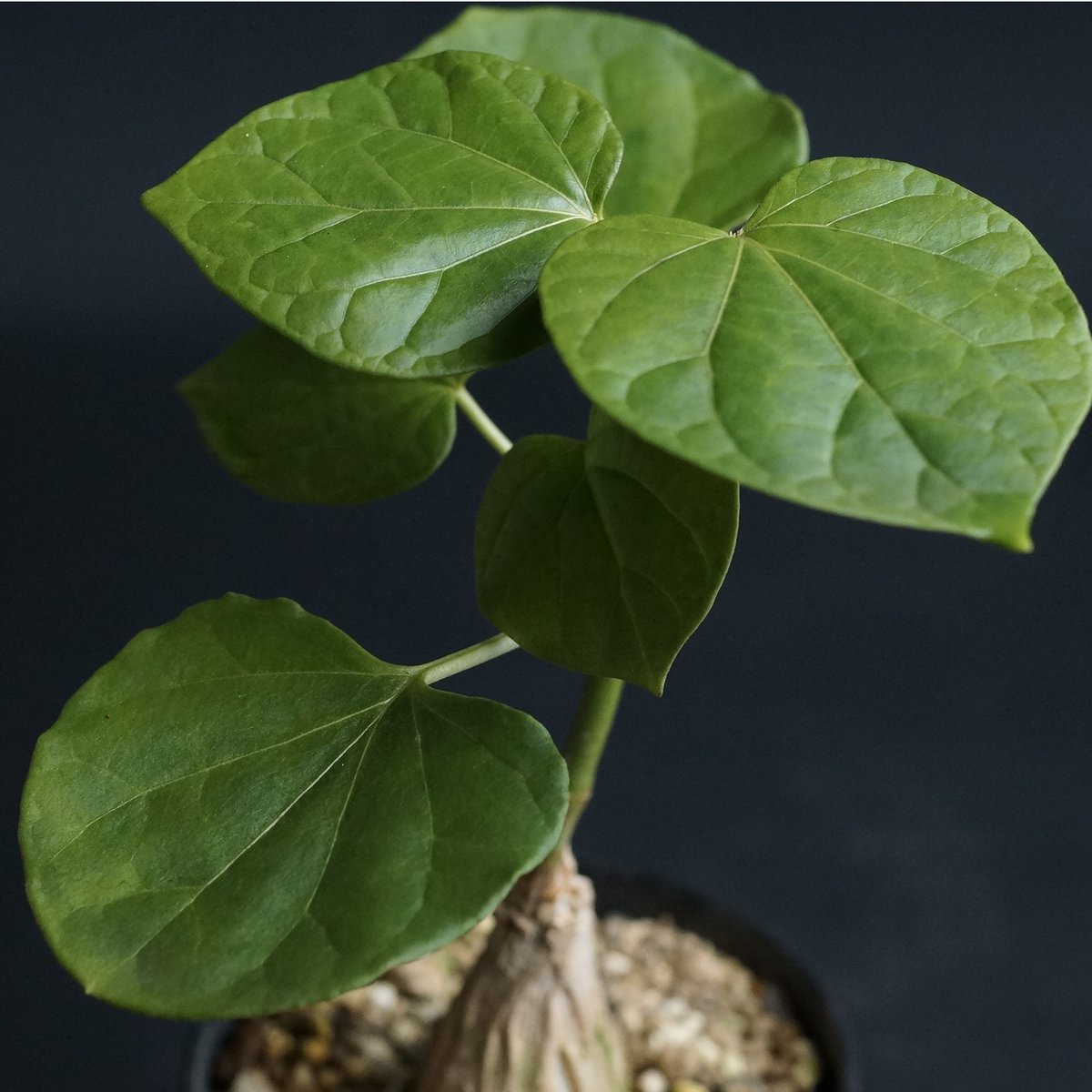 Matelea cyclophylla