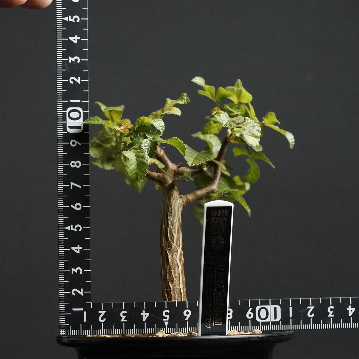 Bursera hindsiana