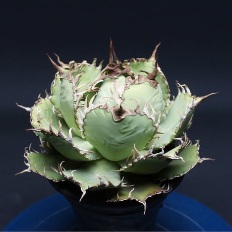 アガベ チタノタ【フィリグリー】 "Agave titanota" 管理2667