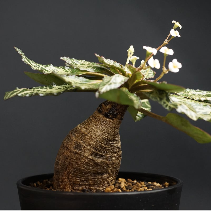 ユーフォルビアフィッシュボーンフィッシュスケール