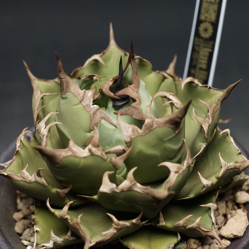 Agave titanota