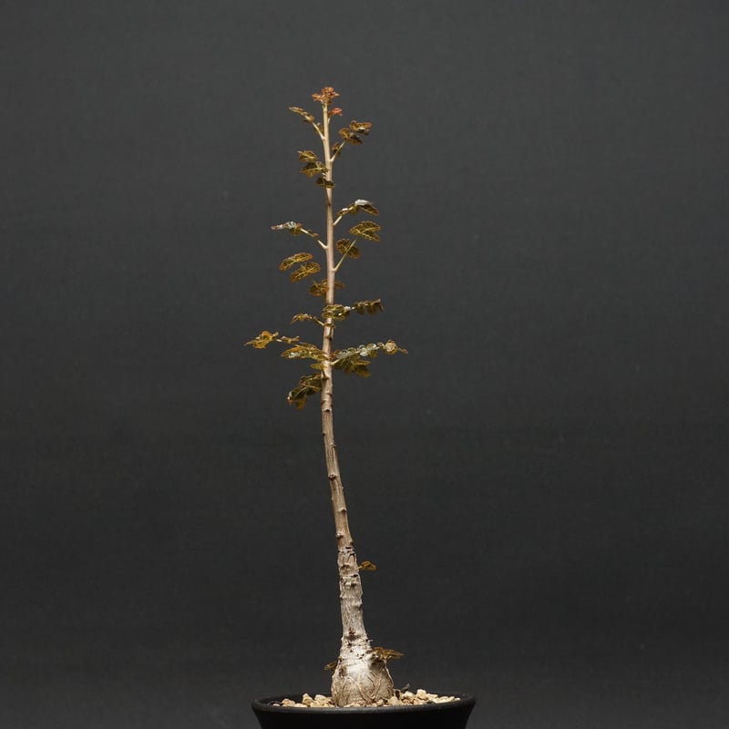 Boswellia dioscoridis