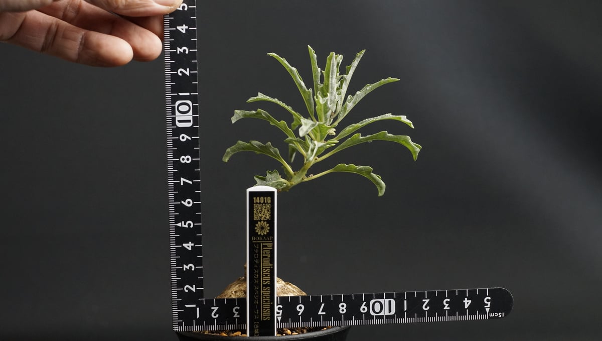 プテロディスクス　スペシオーサス s9530v.jpg