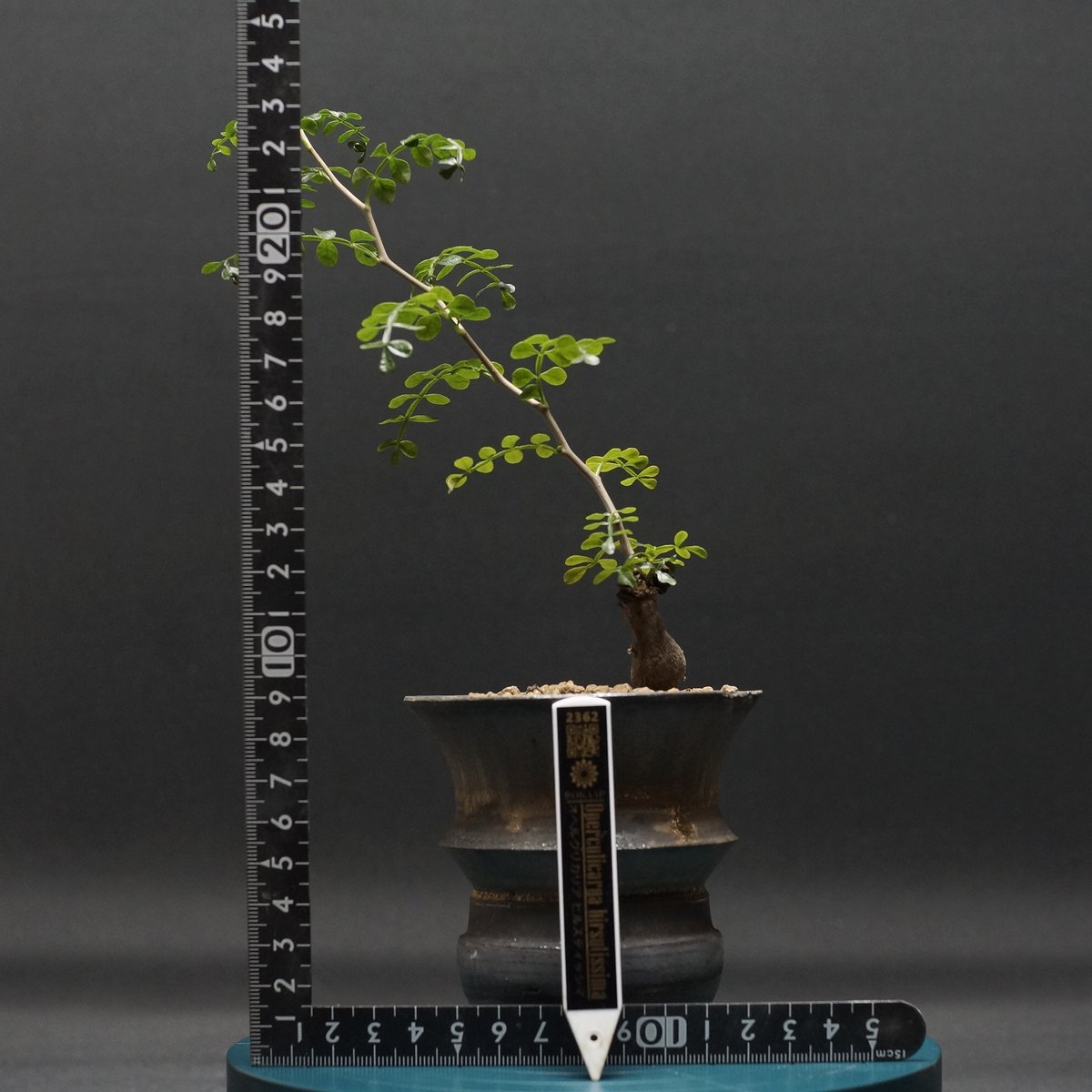 Operculicarya hirsutissima