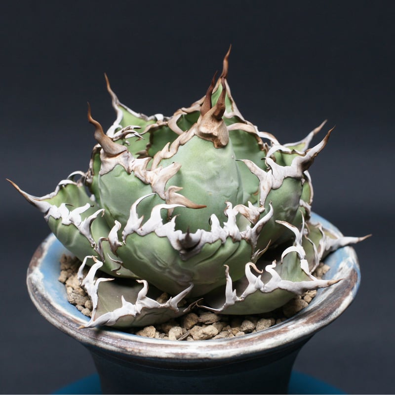 アガベ　チタノタ　シーザー　永久斑 アガベ チタノタ 