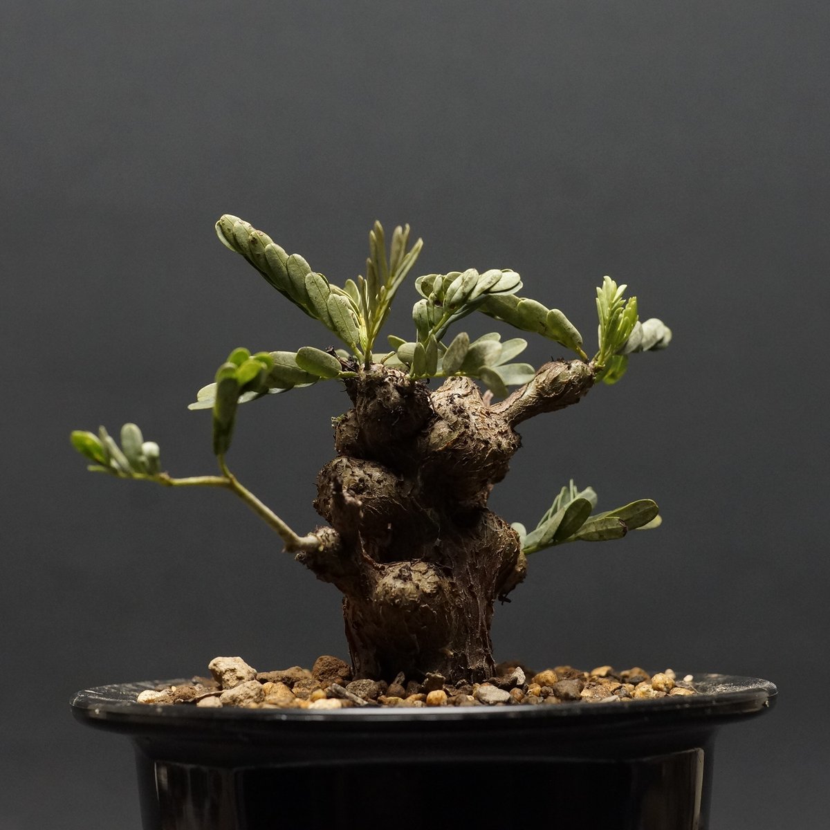 センナメリディオナリス sennameridionalis センナ開花🌼 初めて見ました