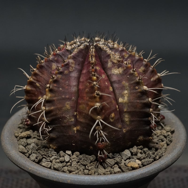 Gymnocalycium