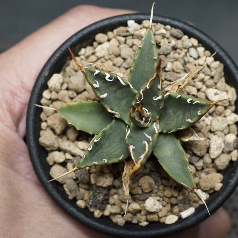 Agave utahensis var. eborispina
