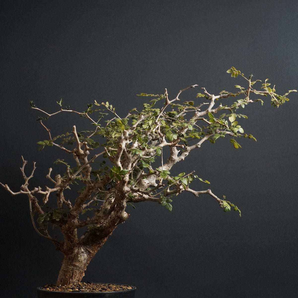 綴化株 群頭 モンスト メス オベサ(検索 ホリダ バリダ コレクション株