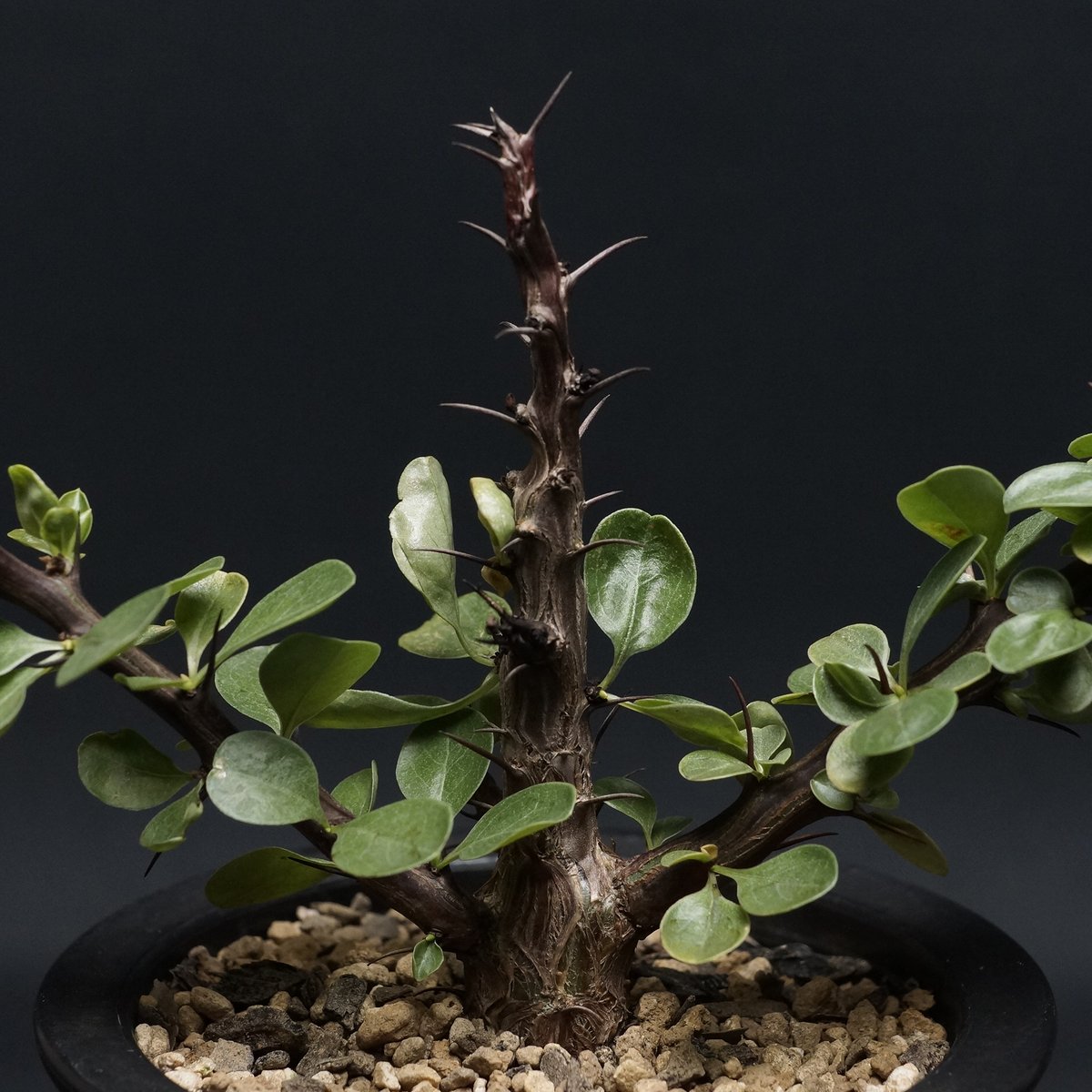 Fouquieria formosa