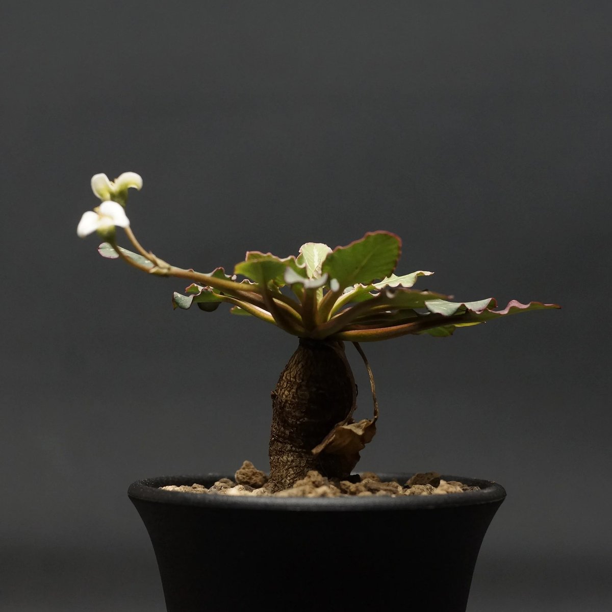Euphorbia fish bone